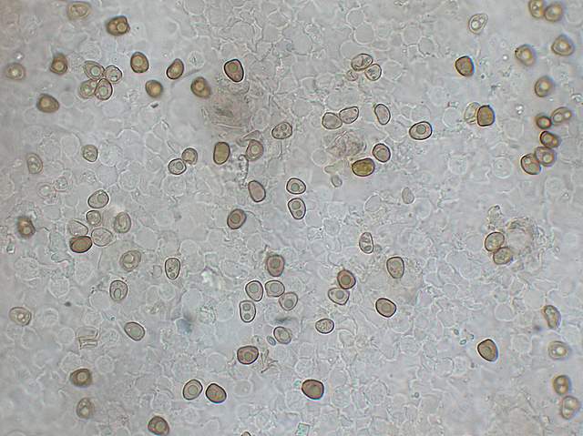 Psathyrella hirtosquamulosa   (Peck)   A. H. Smith